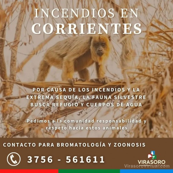 Fauna silvestre
