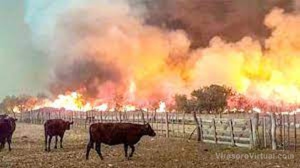 Se perdió un millón y medio de cabezas de ganado por los incendios en Corrientes