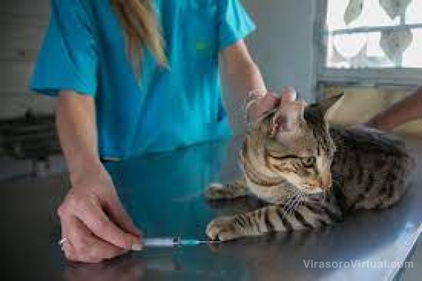 Instalarán hospitales de campaña en el Iberá para asistir a los animales