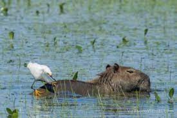 Salieron a avistar aves en Corrientes y encontraron 178 especies diferentes