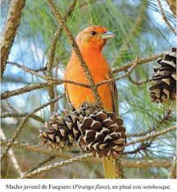 Encontraron mayor diversidad de aves en las plantaciones de pino con sotobosque