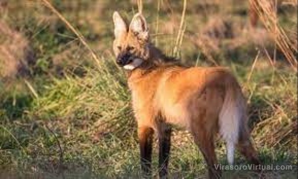El Iberá tiene nuevos habitantes: nacieron cinco aguará guazú