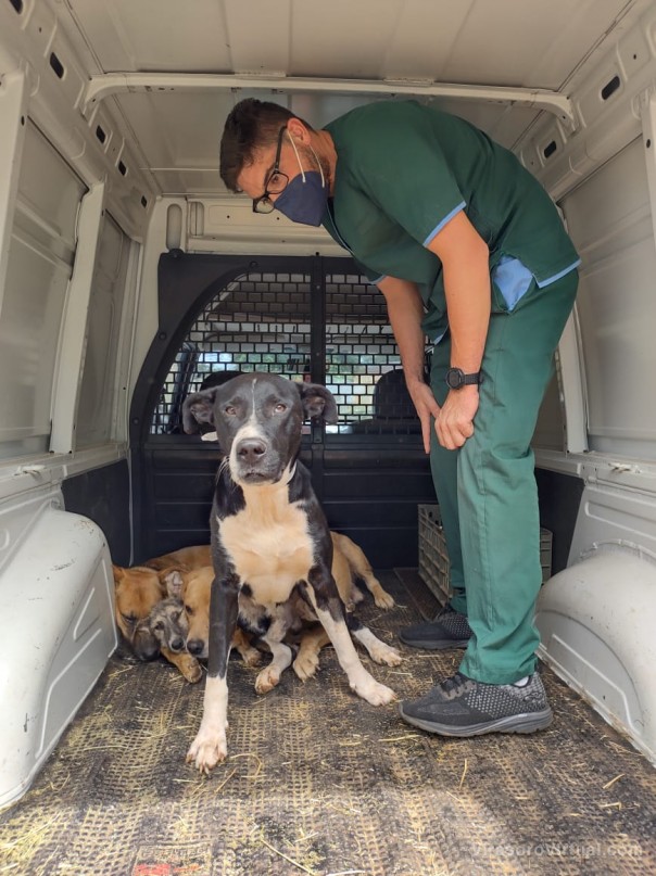 Continúa la asistencia médica veterinaria a los animales damnificados por los incendios