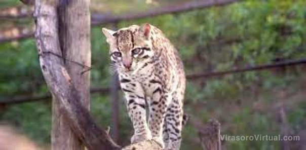 Reintrodujeron a un ocelote en los Esteros del Iberá