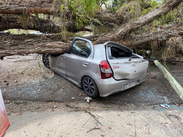 Corrientes: un árbol cayó en pleno parque Mitre y destruyó los autos estacionados