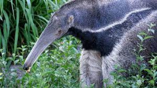 Extintos en Corrientes durante 60 años, hoy 200 osos hormigueros que viven en el Iberá