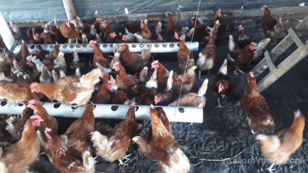 Visita a emprendedores y operativo Mascotas Saludables