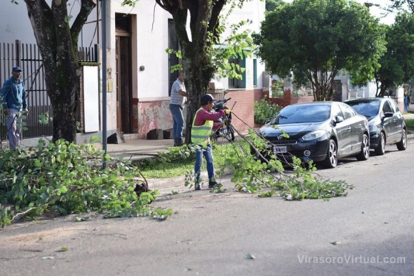 Inició la temporada de poda de limpieza