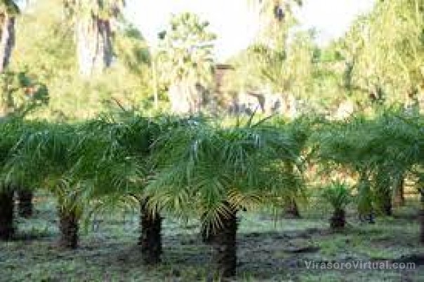 En el primer semestre plantaron 2.000 árboles nativos y autóctonos