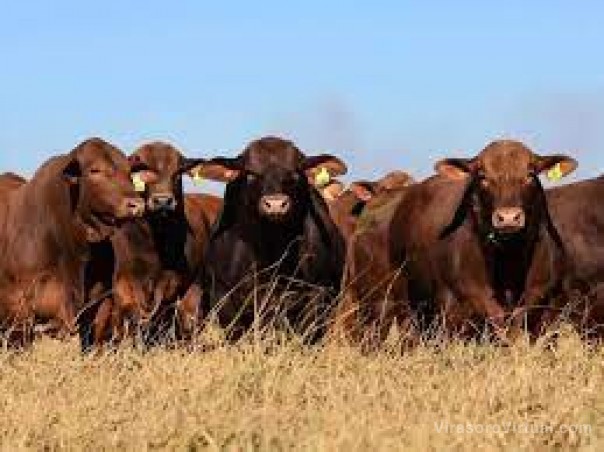 Corrientes muestra su potencial ganadero en el Congreso Mundial Brangus