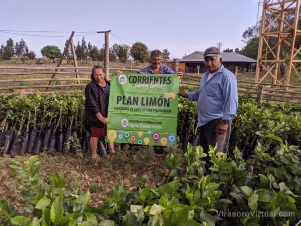 El Plan Limón llegó a Santa Rosa con 3.200 plantines para sumar 11 nuevas hectáreas al programa provincial