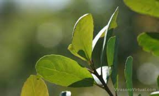 En enero y febrero se exportó la menor cantidad de yerba mate