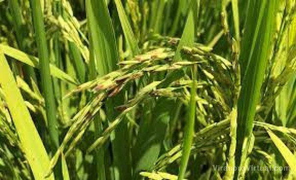 Detectaron una enfermedad en las plantaciones de arroz de toda la provincia de Corrientes