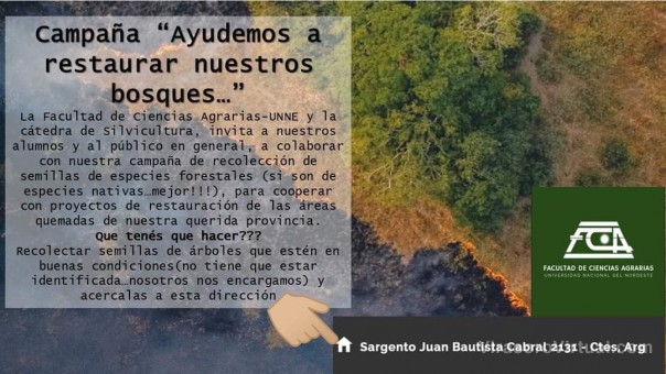 “Ayudemos a restaurar nuestros bosques”: la campaña de recolección de semillas que se lanzó desde la UNNE