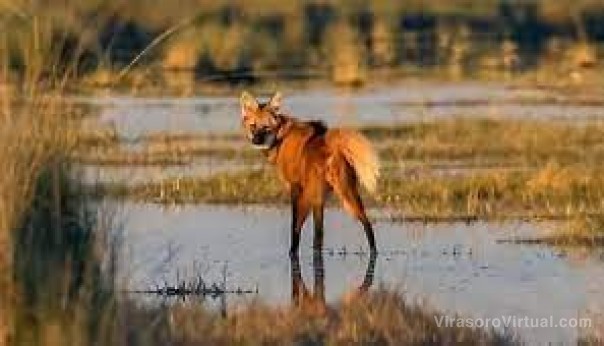 Yacyretá y la Provincia firmarán un convenio para financiar reservas