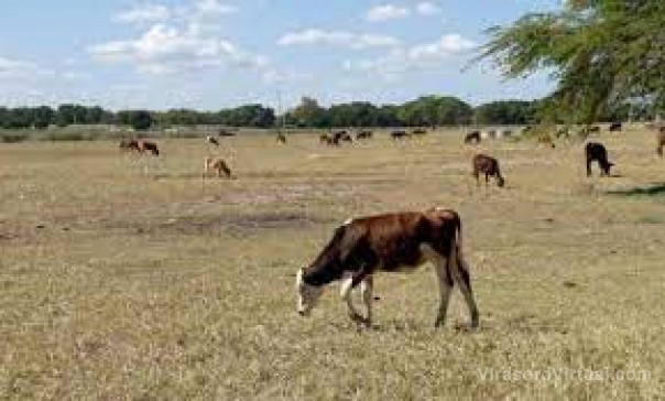 Emergencia: el Gobierno provincial alista más asistencia y créditos para productores