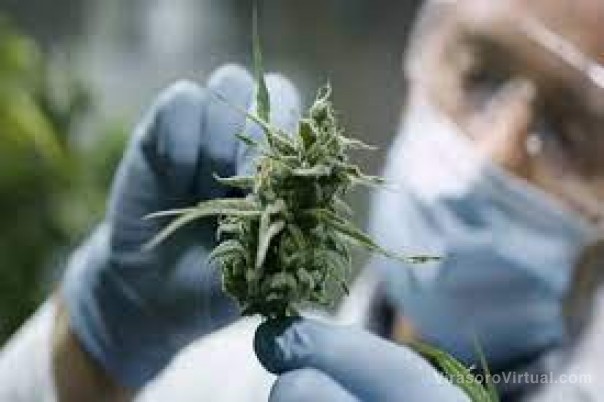 El Gobierno provincial presentará los avances del Proyecto de Innovación Productiva Caá Cannabis
