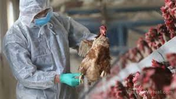Nuevas medidas sanitarias de emergencia por la influenza aviar