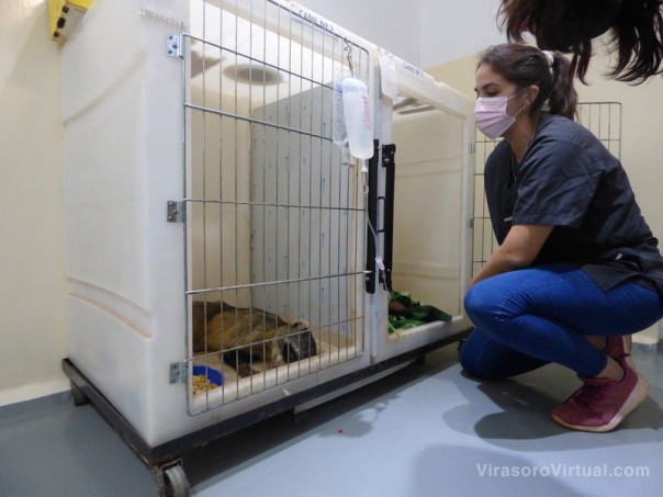 Veterinarias de Santo Tomé y Virasoro se unieron para atender a los animales rescatados del fuego