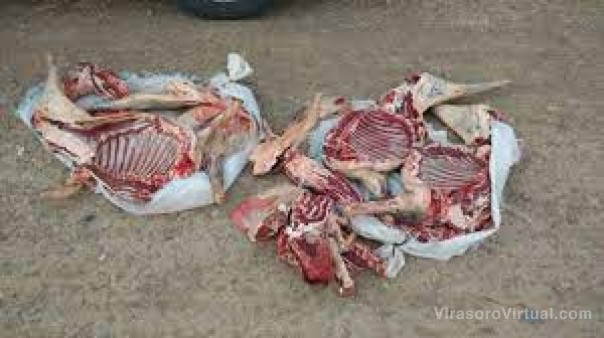 Demoraron a dos hombres y secuestraron animales silvestres faenados