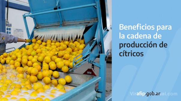 Nación incluyó a Corrientes en los beneficios fiscales para la producción citrícola