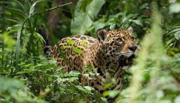El Nordeste tiene la mayor cantidad de registros de fauna silvestre atropellada