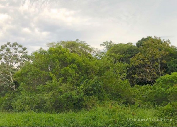 Establecen pautas para la conservación de los bosques subtropicales y fluviales de Corrientes