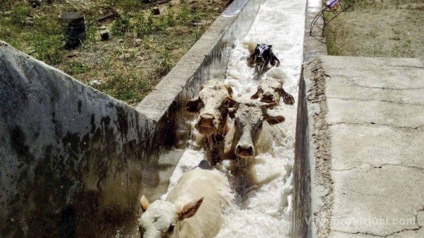 Buscan preservar principios activos en dos garrapaticidas usados en baños de inmersión para bovinos